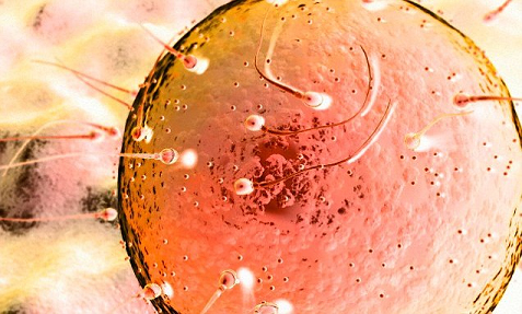 In Vitro Fertilization (IVF) : Best IVF Hospital in Chhattisgarh