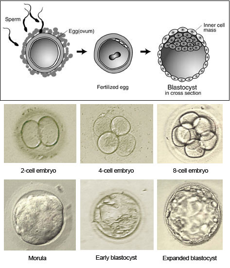 Blastocyst Culture